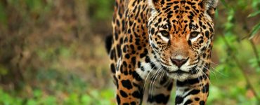 Viral: Campesino envenena a jaguar por matar a su burro en Oaxaca